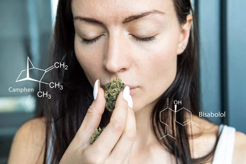 Terpene Wirkung & Funktionen Algea Care